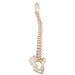 Image 4 - BONELIKE™ HUMAN VERTEBRAL COLUMN MODEL - 3B SMART ANATOMY