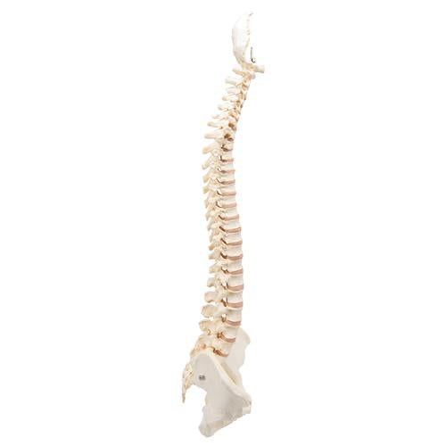 Image 5 - BONELIKE™ HUMAN VERTEBRAL COLUMN MODEL - 3B SMART ANATOMY