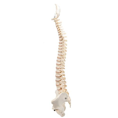 Image 6 - BONELIKE™ HUMAN VERTEBRAL COLUMN MODEL - 3B SMART ANATOMY