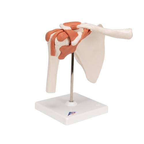 Image 3 - FUNCTIONAL HUMAN SHOULDER JOINT - 3B SMART ANATOMY