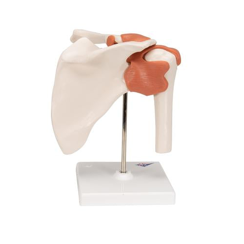 Image 5 - FUNCTIONAL HUMAN SHOULDER JOINT - 3B SMART ANATOMY