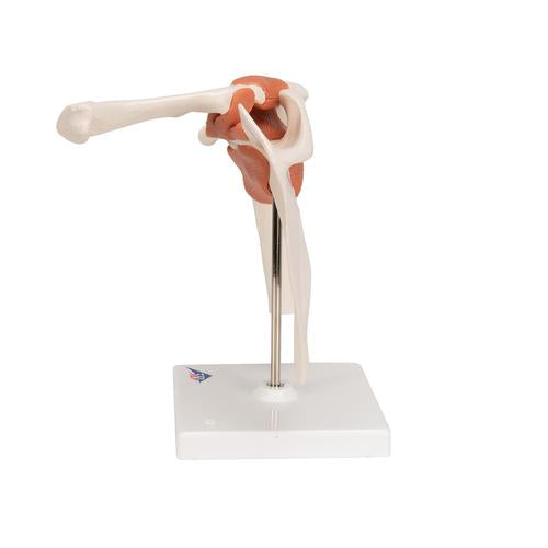 Image 6 - FUNCTIONAL HUMAN SHOULDER JOINT - 3B SMART ANATOMY