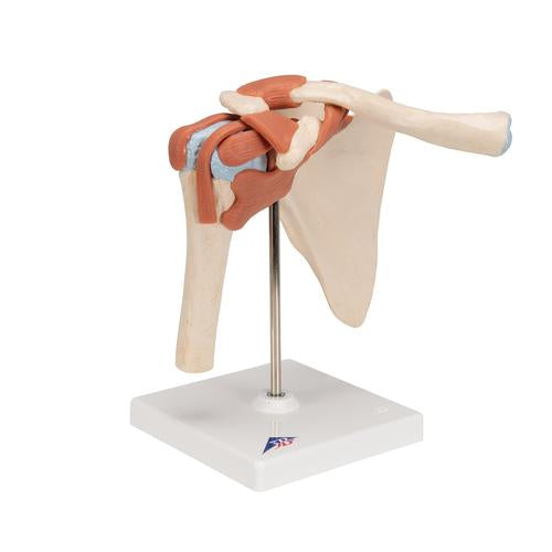 Image 3 - DELUXE FUNCTIONAL HUMAN SHOULDER JOINT, PHYSIOLOGICAL MOVABLE - 3B SMART ANATOMY