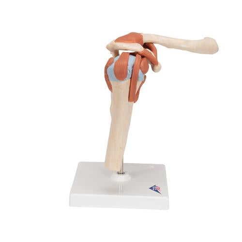 Image 4 - DELUXE FUNCTIONAL HUMAN SHOULDER JOINT, PHYSIOLOGICAL MOVABLE - 3B SMART ANATOMY