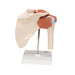 Image 5 - DELUXE FUNCTIONAL HUMAN SHOULDER JOINT, PHYSIOLOGICAL MOVABLE - 3B SMART ANATOMY