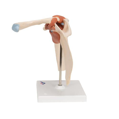 Image 6 - DELUXE FUNCTIONAL HUMAN SHOULDER JOINT, PHYSIOLOGICAL MOVABLE - 3B SMART ANATOMY