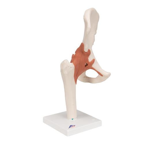 Image 3 - FUNCTIONAL HUMAN HIP JOINT MODEL - 3B SMART ANATOMY