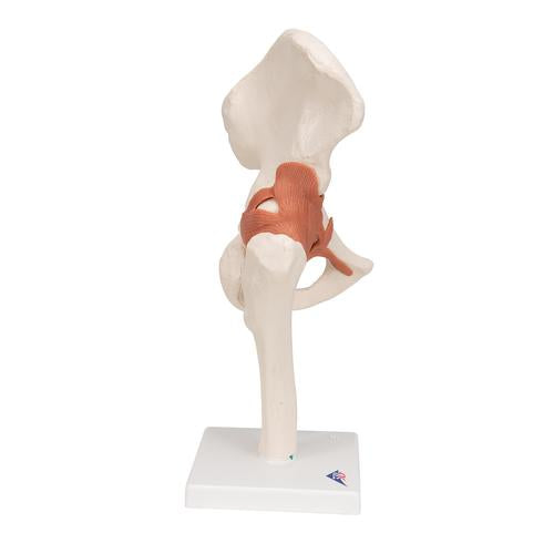 Image 4 - FUNCTIONAL HUMAN HIP JOINT MODEL - 3B SMART ANATOMY