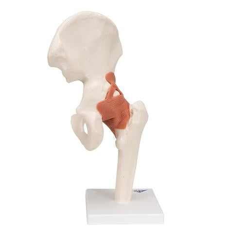 Image 5 - FUNCTIONAL HUMAN HIP JOINT MODEL - 3B SMART ANATOMY