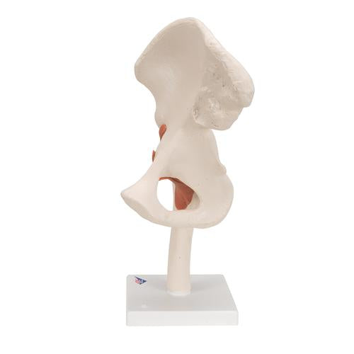 Image 6 - FUNCTIONAL HUMAN HIP JOINT MODEL - 3B SMART ANATOMY