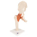 Image 3 - FUNCTIONAL HUMAN HIP JOINT MODEL WITH LIGAMENTS & MARKED CARTILAGE - 3B SMART ANATOMY