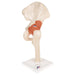 Image 4 - FUNCTIONAL HUMAN HIP JOINT MODEL WITH LIGAMENTS & MARKED CARTILAGE - 3B SMART ANATOMY