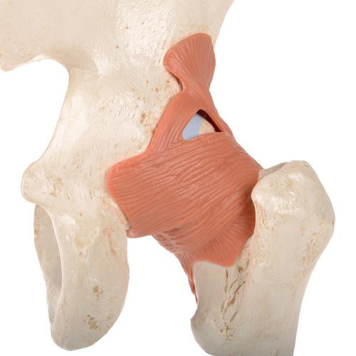 Image 5 - FUNCTIONAL HUMAN HIP JOINT MODEL WITH LIGAMENTS & MARKED CARTILAGE - 3B SMART ANATOMY