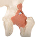 Image 5 - FUNCTIONAL HUMAN HIP JOINT MODEL WITH LIGAMENTS & MARKED CARTILAGE - 3B SMART ANATOMY