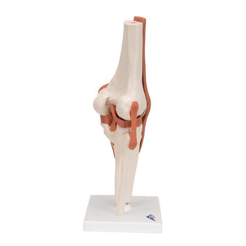 Image 3 - FUNCTIONAL HUMAN KNEE JOINT MODEL WITH LIGAMENTS - 3B SMART ANATOMY