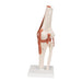 Image 4 - FUNCTIONAL HUMAN KNEE JOINT MODEL WITH LIGAMENTS - 3B SMART ANATOMY