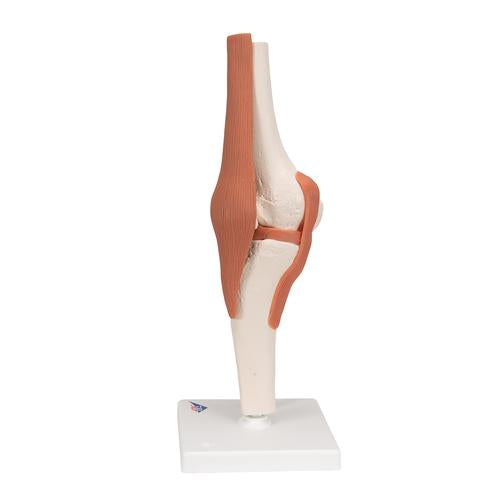 Image 5 - FUNCTIONAL HUMAN KNEE JOINT MODEL WITH LIGAMENTS - 3B SMART ANATOMY