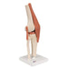 Image 3 - FUNCTIONAL HUMAN KNEE JOINT MODEL WITH LIGAMENTS & MARKED CARTILAGE - 3B SMART ANATOMY