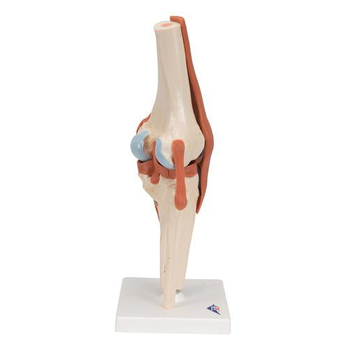 Image 4 - FUNCTIONAL HUMAN KNEE JOINT MODEL WITH LIGAMENTS & MARKED CARTILAGE - 3B SMART ANATOMY