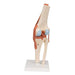 Image 5 - FUNCTIONAL HUMAN KNEE JOINT MODEL WITH LIGAMENTS & MARKED CARTILAGE - 3B SMART ANATOMY