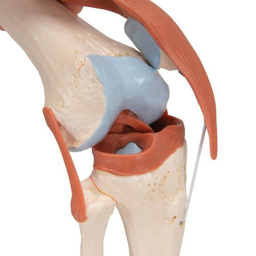 Image 6 - FUNCTIONAL HUMAN KNEE JOINT MODEL WITH LIGAMENTS & MARKED CARTILAGE - 3B SMART ANATOMY