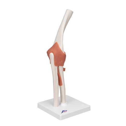 Image 3 - FUNCTIONAL HUMAN ELBOW JOINT MODEL WITH LIGAMENTS - 3B SMART ANATOMY