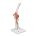 Image 3 - FUNCTIONAL HUMAN ELBOW JOINT MODEL WITH LIGAMENTS - 3B SMART ANATOMY