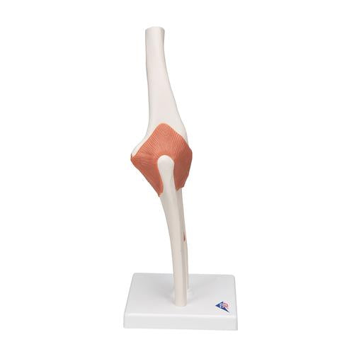 Image 4 - FUNCTIONAL HUMAN ELBOW JOINT MODEL WITH LIGAMENTS - 3B SMART ANATOMY