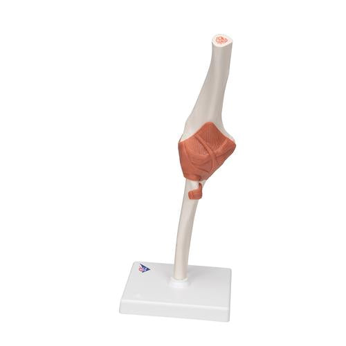 Image 6 - FUNCTIONAL HUMAN ELBOW JOINT MODEL WITH LIGAMENTS - 3B SMART ANATOMY