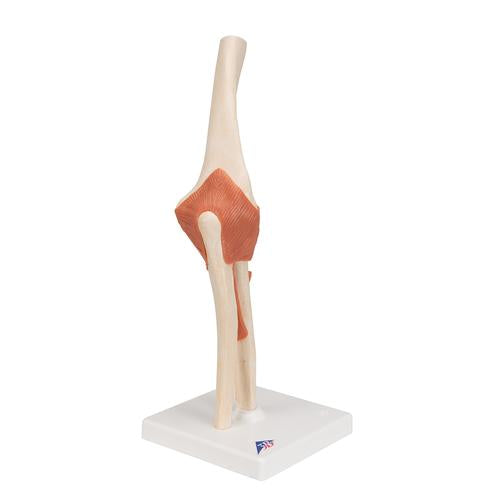 Image 3 - FUNCTIONAL HUMAN ELBOW JOINT MODEL WITH LIGAMENTS & MARKED CARTILAGE - 3B SMART ANATOMY