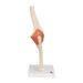 Image 4 - FUNCTIONAL HUMAN ELBOW JOINT MODEL WITH LIGAMENTS & MARKED CARTILAGE - 3B SMART ANATOMY