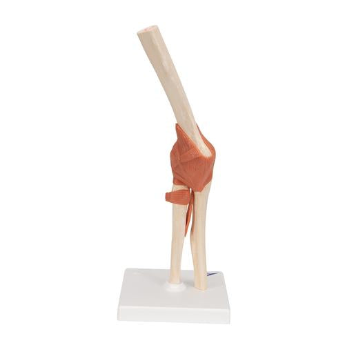 Image 5 - FUNCTIONAL HUMAN ELBOW JOINT MODEL WITH LIGAMENTS & MARKED CARTILAGE - 3B SMART ANATOMY