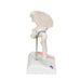 Image 4 - MINI HUMAN HIP JOINT MODEL WITH CROSS SECTION - 3B SMART ANATOMY