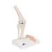 Image 3 - MINI HUMAN KNEE JOINT MODEL WITH CROSS SECTION - 3B SMART ANATOMY