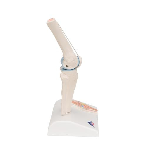 Image 4 - MINI HUMAN KNEE JOINT MODEL WITH CROSS SECTION - 3B SMART ANATOMY