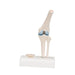 Image 5 - MINI HUMAN KNEE JOINT MODEL WITH CROSS SECTION - 3B SMART ANATOMY