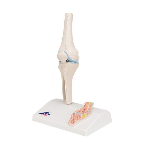 Image 6 - MINI HUMAN KNEE JOINT MODEL WITH CROSS SECTION - 3B SMART ANATOMY