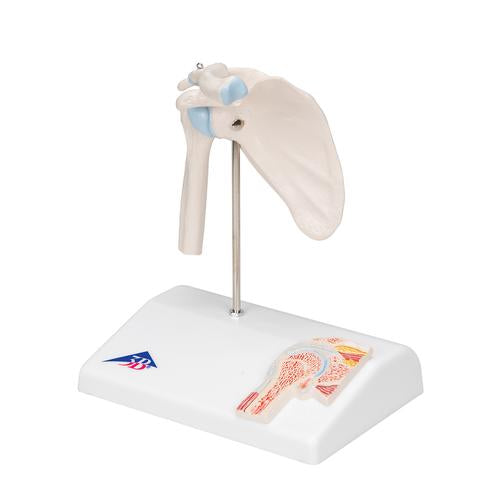 Image 5 - MINI HUMAN SHOULDER JOINT MODEL WITH COSS SECTION