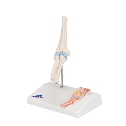 Image 5 - MINI HUMAN ELBOW JOINT MODEL WITH CROSS SECTION - 3B SMART ANATOMY