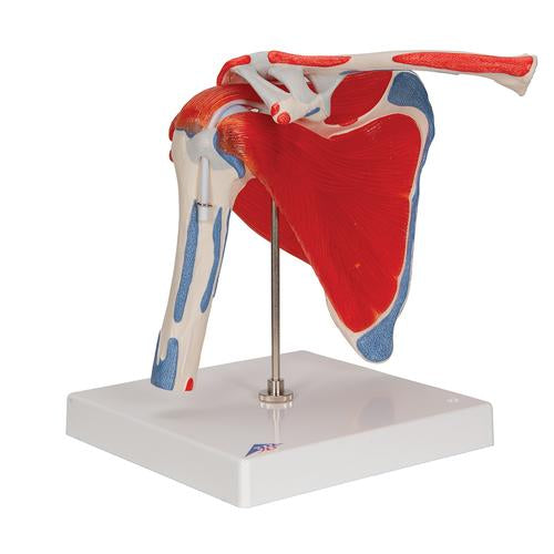 Image 3 - HUMAN SHOULDER JOINT MODEL WITH ROTATOR CUFF & 4 REMOVABLE MUSCLES, 5 PART - 3B SMART ANATOMY