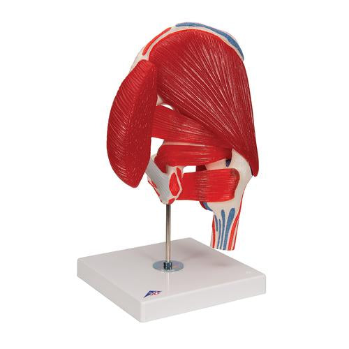 Image 3 - HUMAN HIP JOINT MODEL WITH REMOVABLE MUSCLES, 7 PART - 3B SMART ANATOMY