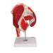 Image 4 - HUMAN HIP JOINT MODEL WITH REMOVABLE MUSCLES, 7 PART - 3B SMART ANATOMY