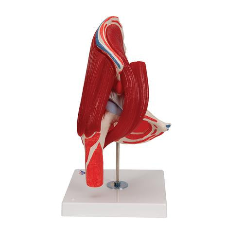 Image 5 - HUMAN HIP JOINT MODEL WITH REMOVABLE MUSCLES, 7 PART - 3B SMART ANATOMY