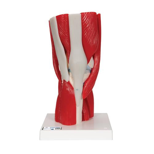 Human Knee Joint Model with Removable Muscles, 12 part - 3B Smart Anat ...