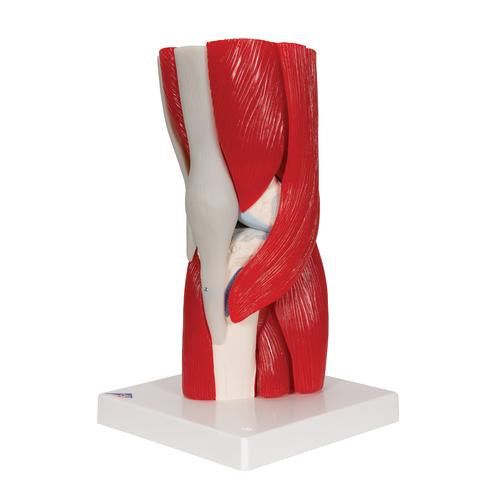 Image 5 - HUMAN KNEE JOINT MODEL WITH REMOVABLE MUSCLES, 12 PART - 3B SMART ANATOMY