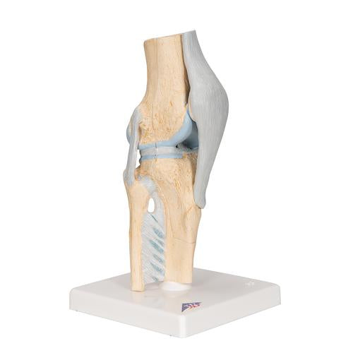 Image 3 - SECTIONAL HUMAN KNEE JOINT MODEL, 3 PART - 3B SMART ANATOMY