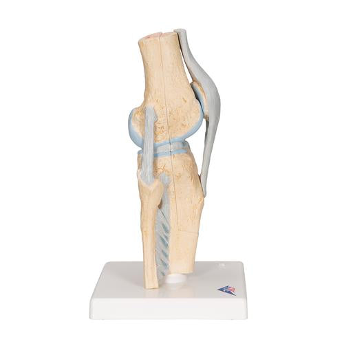 Image 4 - SECTIONAL HUMAN KNEE JOINT MODEL, 3 PART - 3B SMART ANATOMY