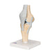 Image 5 - SECTIONAL HUMAN KNEE JOINT MODEL, 3 PART - 3B SMART ANATOMY