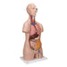 Image 3 - CLASSIC UNISEX HUMAN TORSO MODEL, 12 PART - 3B SMART ANATOMY