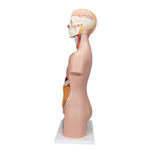 Image 4 - CLASSIC UNISEX HUMAN TORSO MODEL, 12 PART - 3B SMART ANATOMY